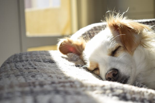 orange and white dog sleeping on a bed